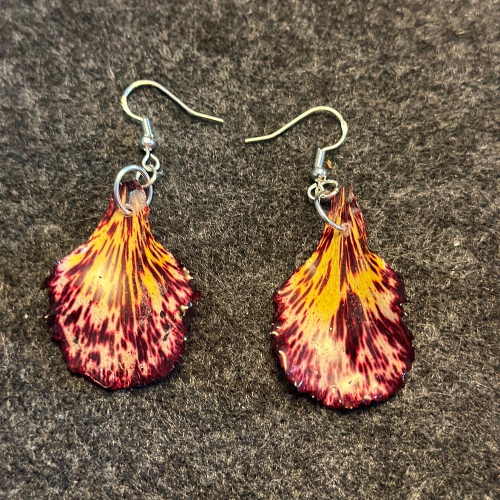 Beautiful Natural Dry and Resin Royal Poinciana Flower (Acacia )From Florida - Picture 2 of 4